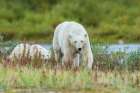 Polar bear sow and cub exploring tundra of Hudson Bay for possible meal, Northern Manitoba, Canada Art Print